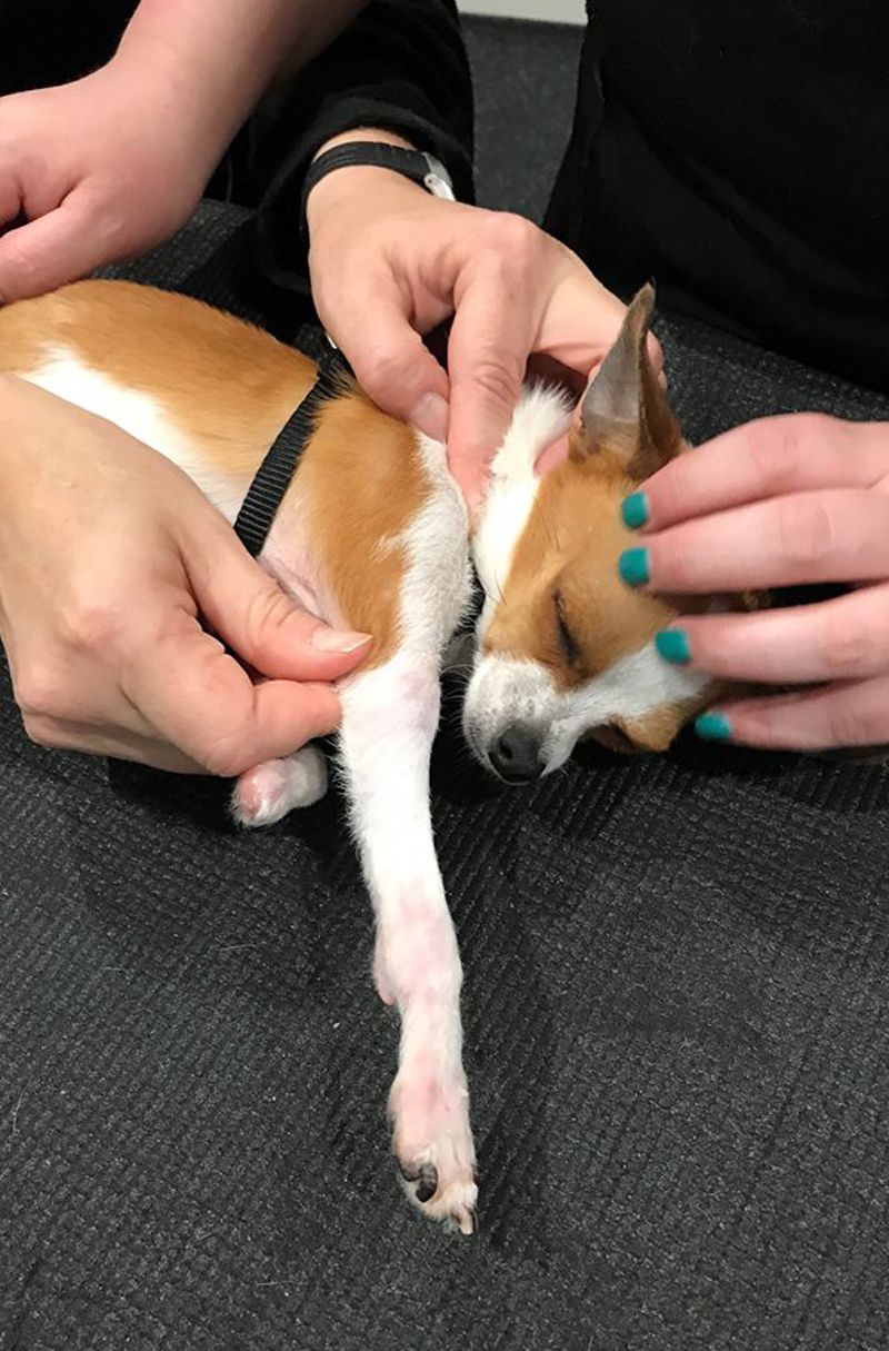 All About Pets Chico Home / puppy don't understand death,just want