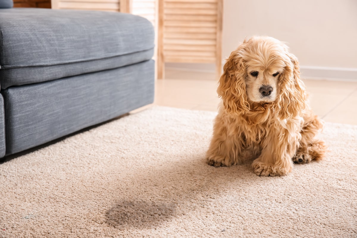 TopRated Pet Stain And Odor Removal SPC Cleaning