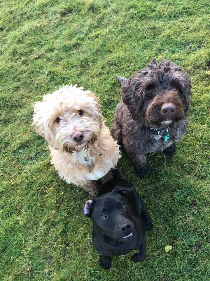 Dog Walking Stamford Rutland & Oakham Pet Sitting By Sarahs Pet Care Stamford Dog Walker Rutland