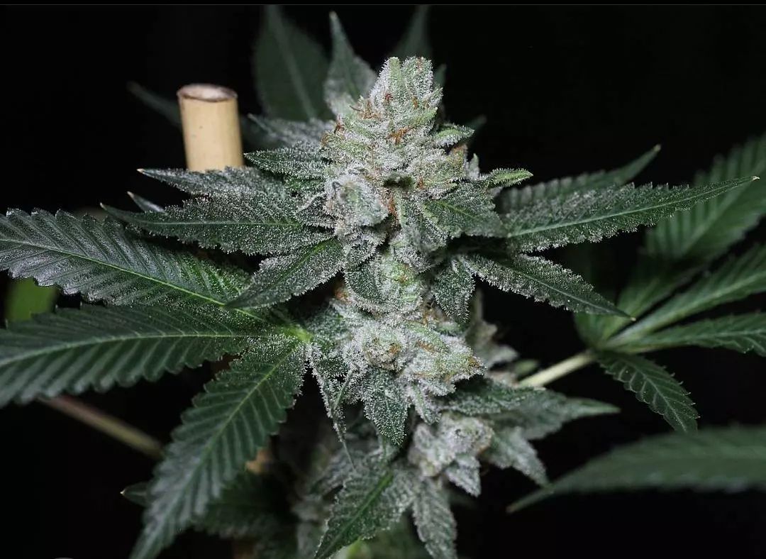 Electric Cowboy • Speakeasy Showcase