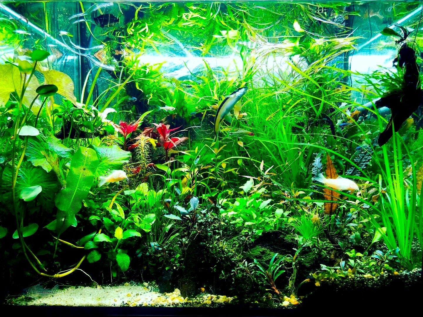 アクアリウム 魚 なし 347580アクアリウム 魚 なし songomongjp