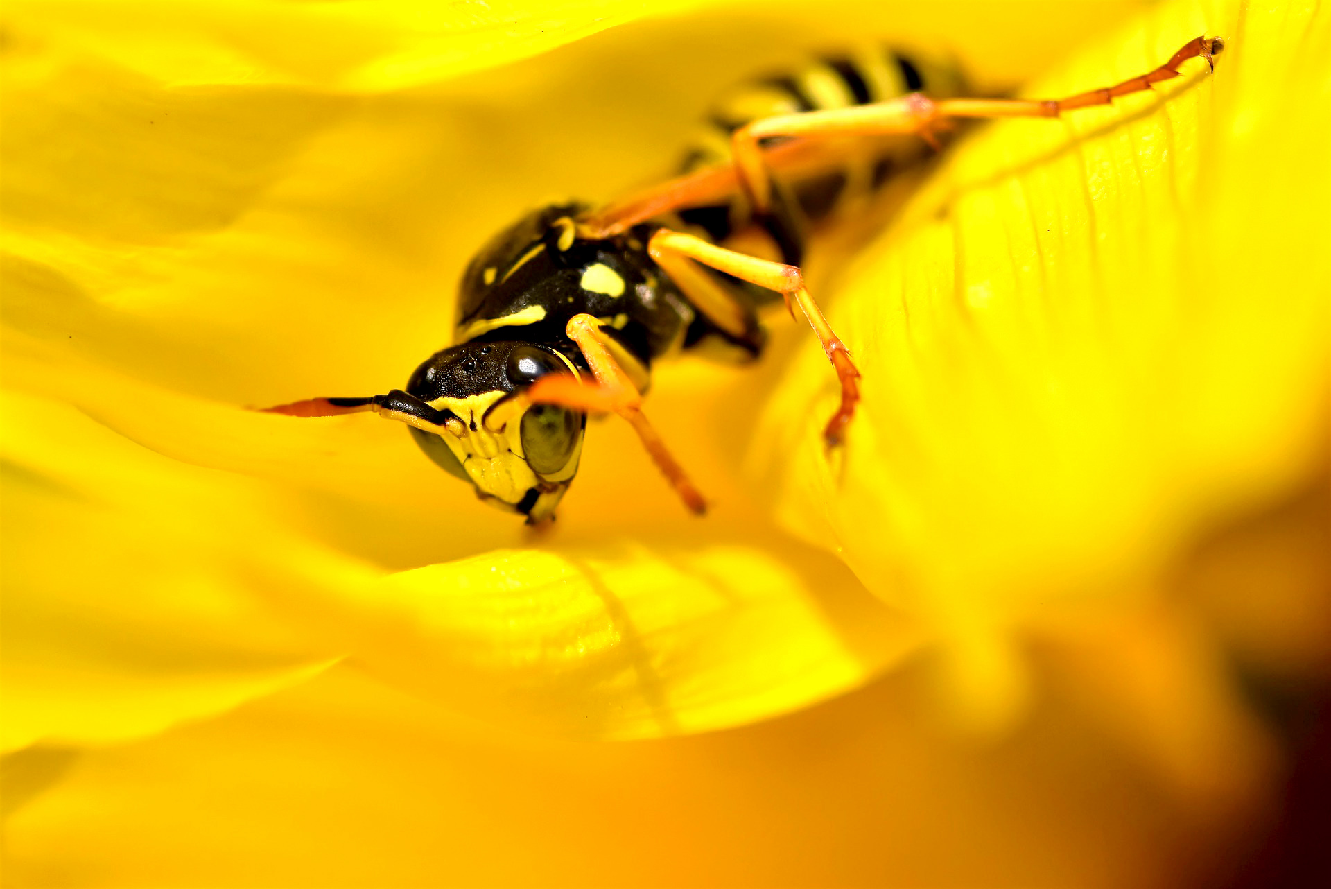 How to keep insects out of your yard this spring