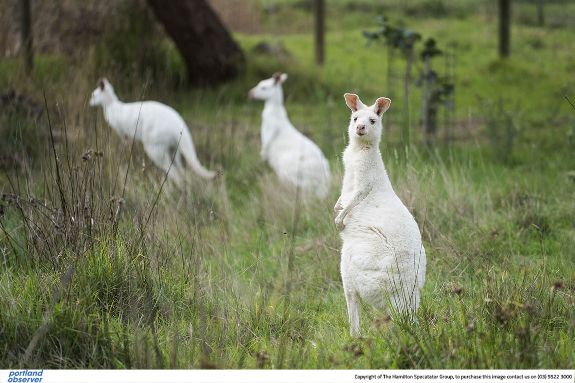 New white kangaroos