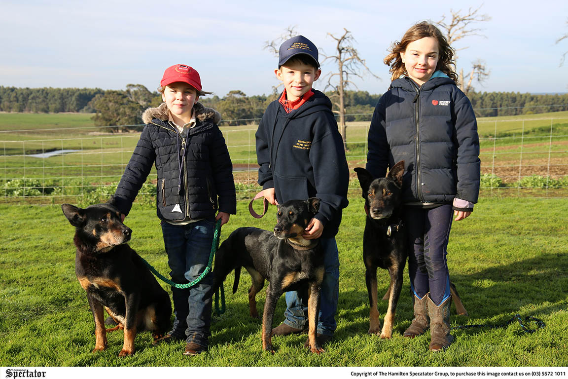 Dog Events Indianapolis 2023 Successful first run for Branxholme sheepdog trials