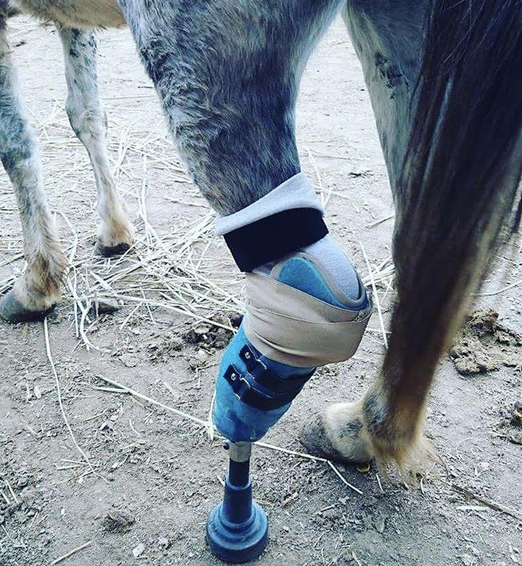 Large Animal Prosthetics Horse Prosthetic, Goat Prosthetic