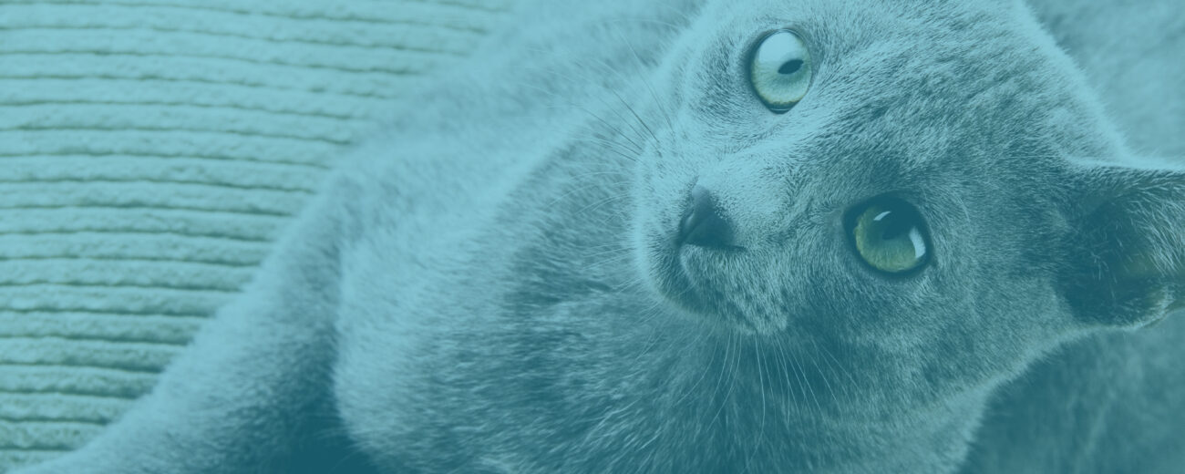 Orthotics_ Generic and Custom Specialized Pet Solutions