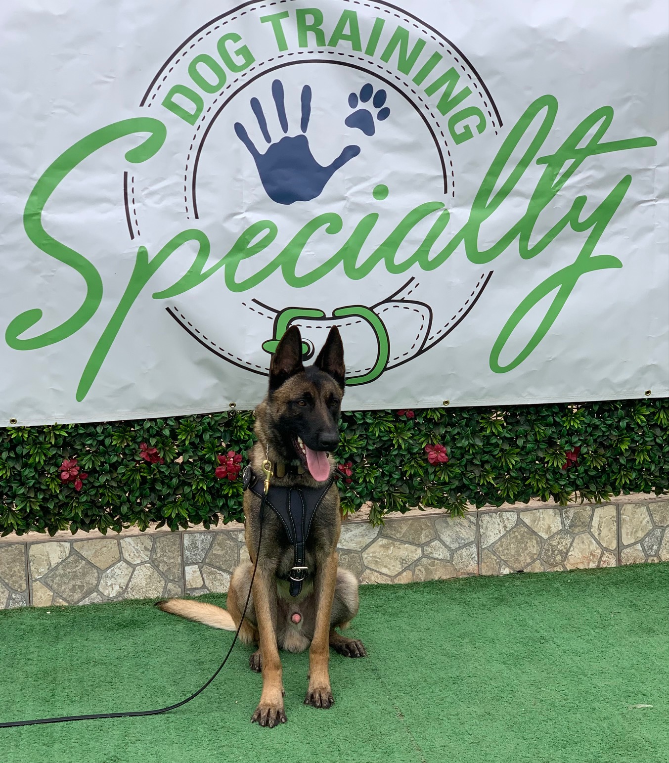 Major Level 2 Personal & Family Protection Dogs dog available from Specialty Dog Training