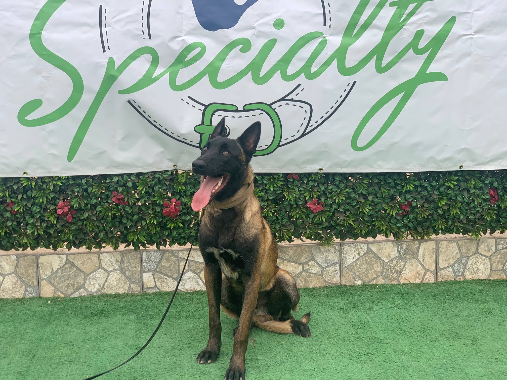 Saber Level 2 Personal & Family Protection Dogs dog available from Specialty Dog Training