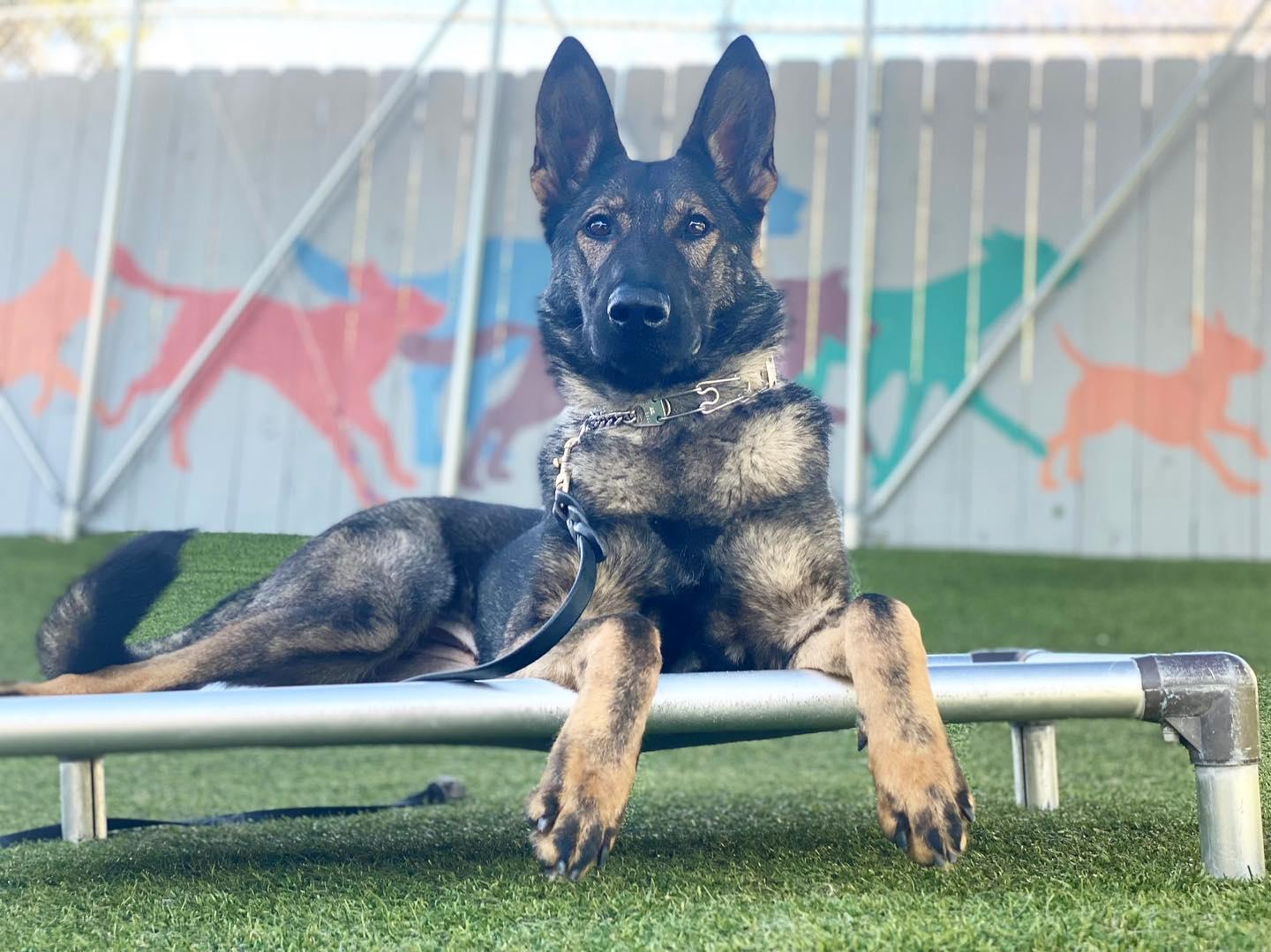 Personal and Family Protection Dogs Part 2 Why dogs are so great at