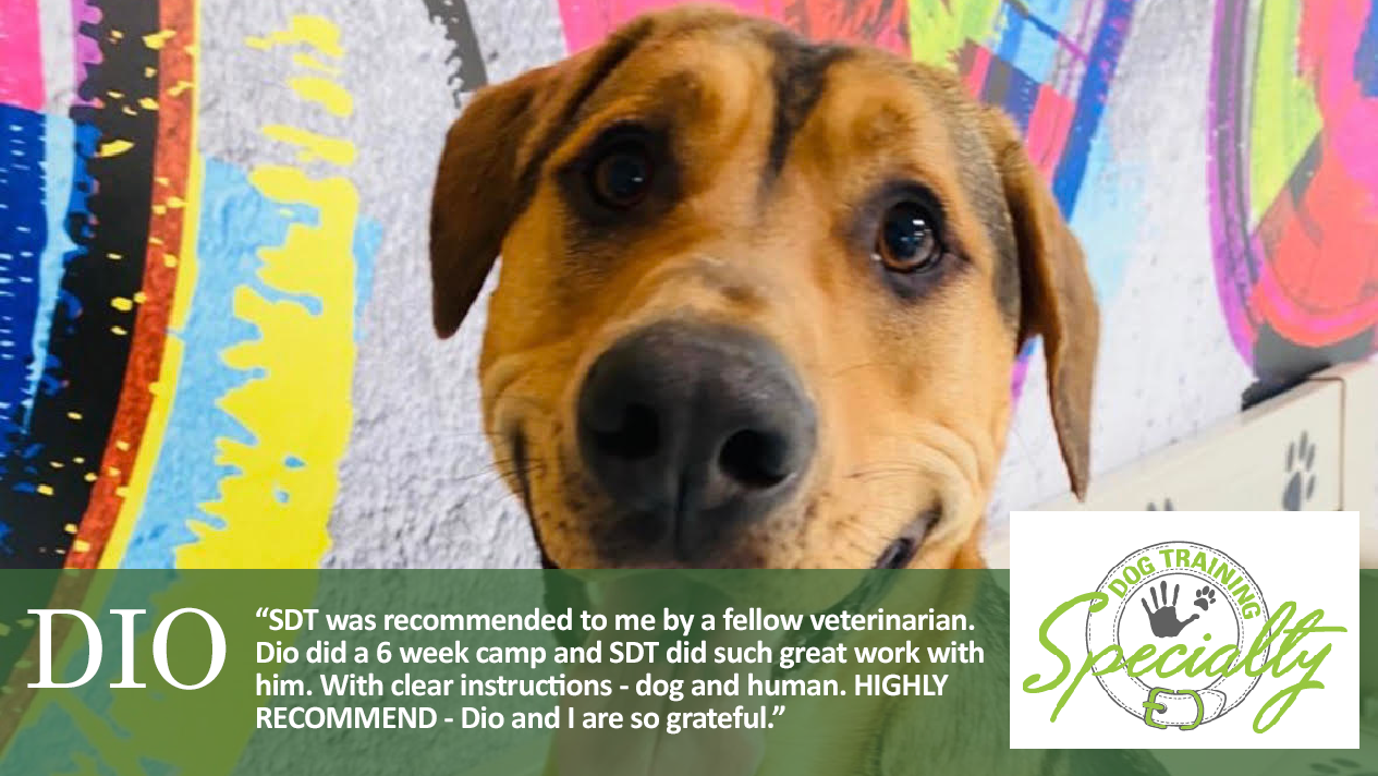 What are the benefits of a Dog Bootcamp Program at Specialty Dog