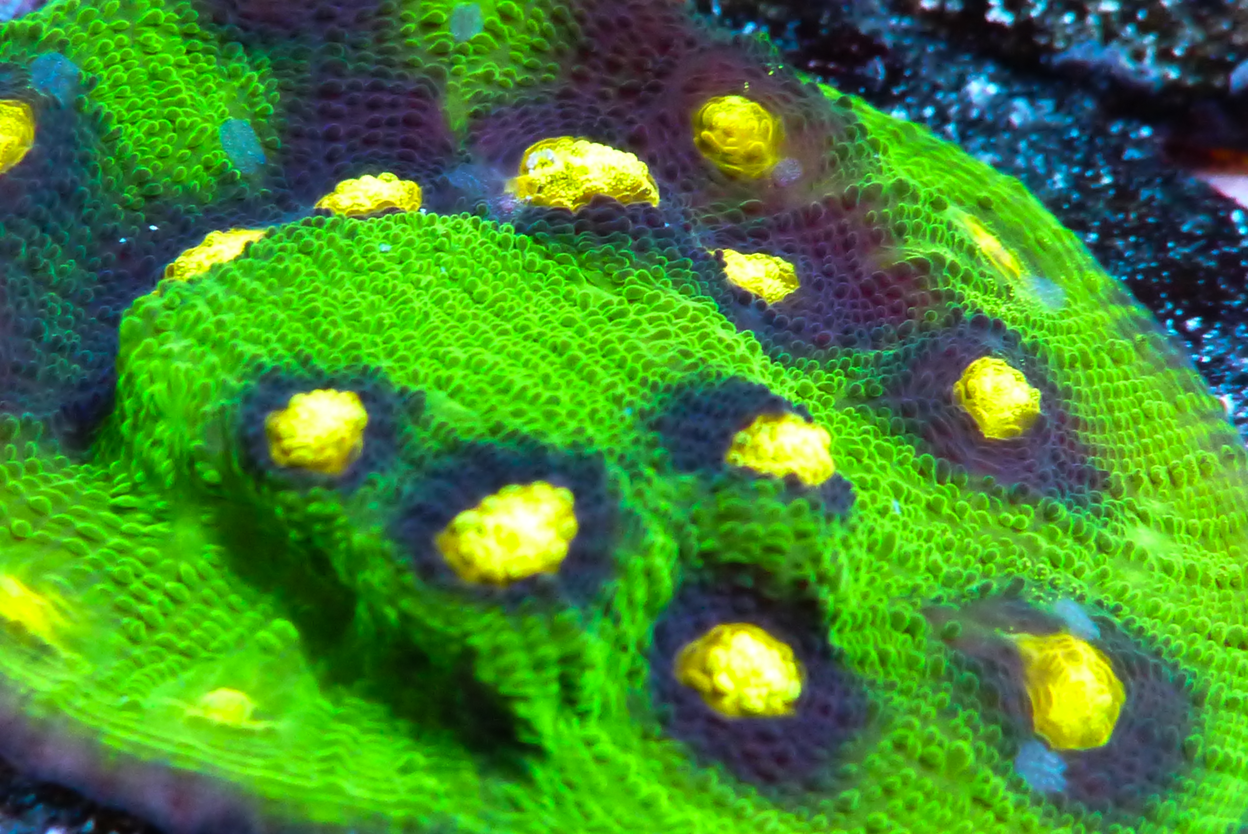 Jason Fox Raja Rampage Specialty Pets, LLC