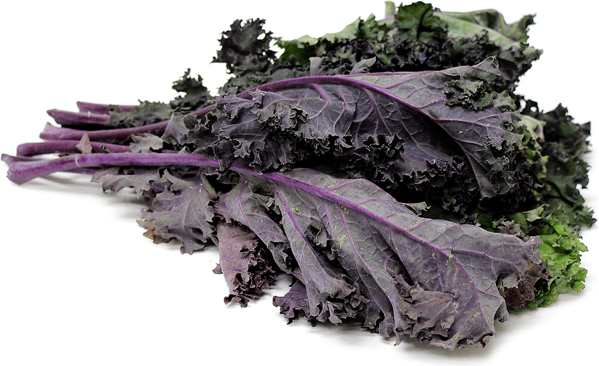 Red Russian Kale Information, Recipes and Facts