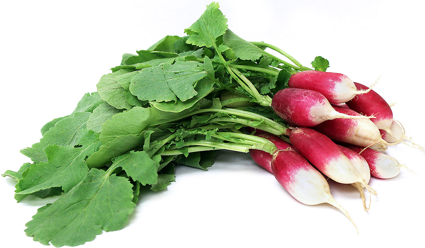 French Breakfast Radish Information and Facts