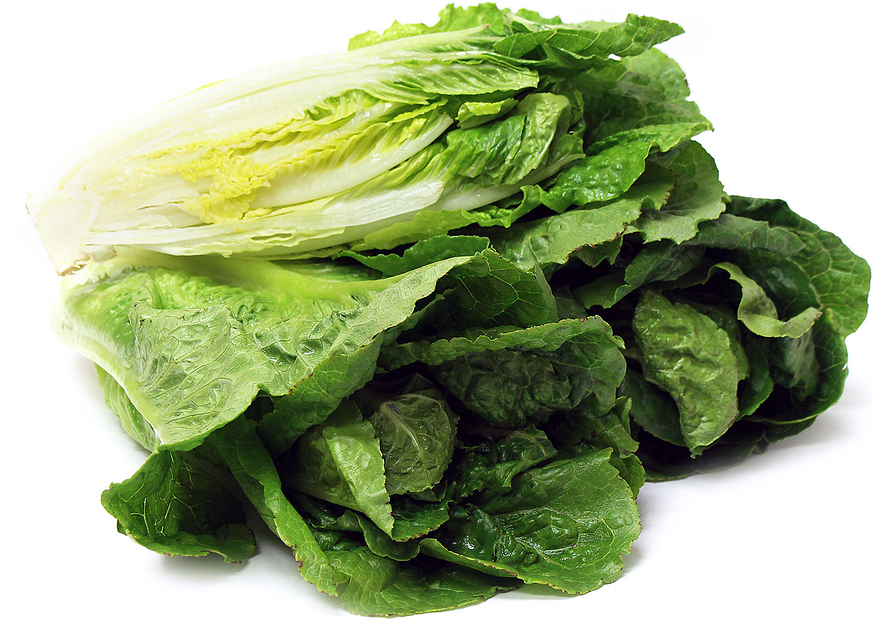 Romaine Lettuce Information and Facts