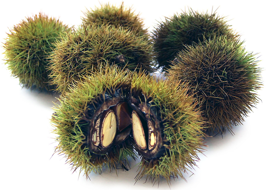 Japanese Chestnuts Information and Facts