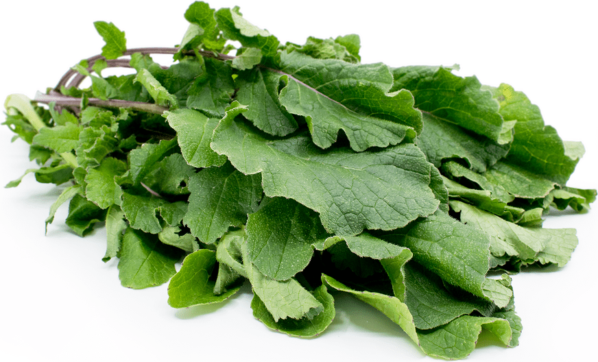 Wild Mustard Information, Recipes and Facts