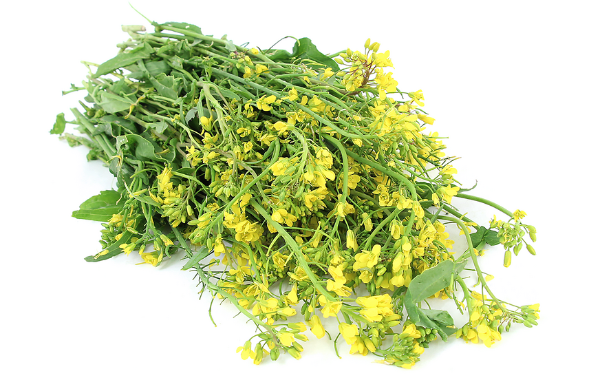 Rapini Flowers Information and Facts