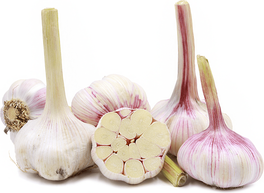 Heirloom Garlic Information and Facts