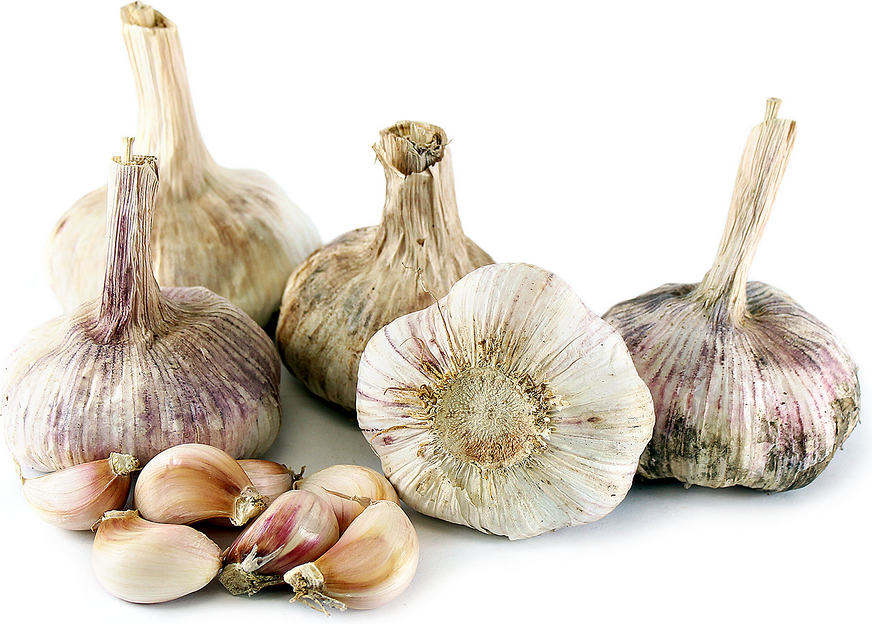 Jumbo Garlic Information and Facts