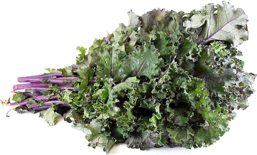 Scarlet Kale Information and Facts