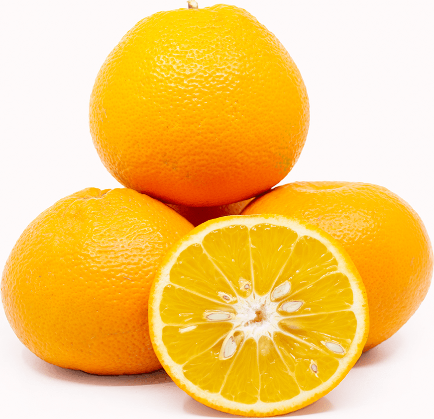 Navel Oranges Information and Facts