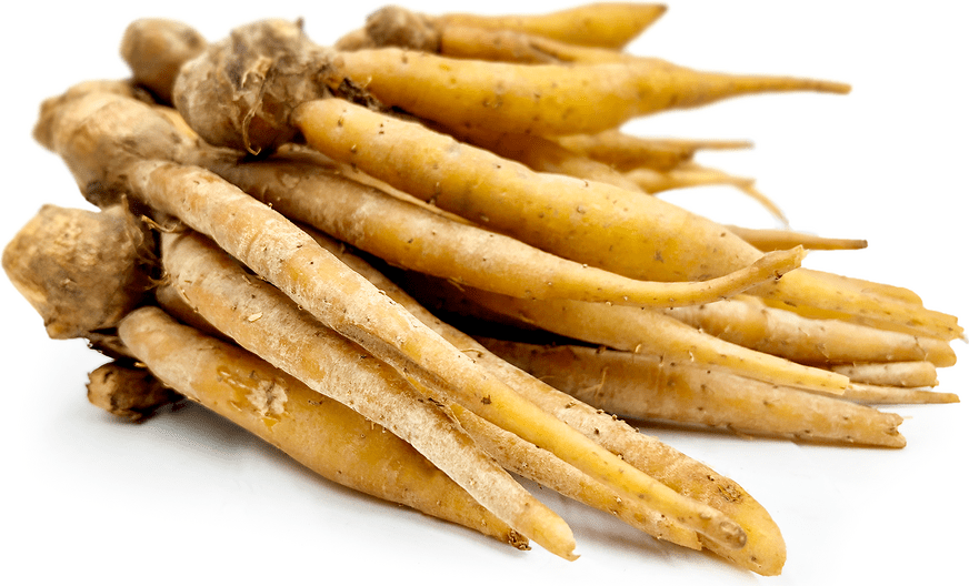 Fingerroot Ginger Information and Facts