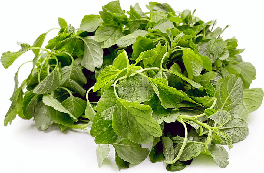 Indian Keerai Spinach Information, Recipes and Facts