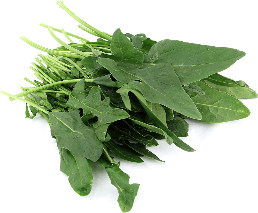 Spinach Information and Facts
