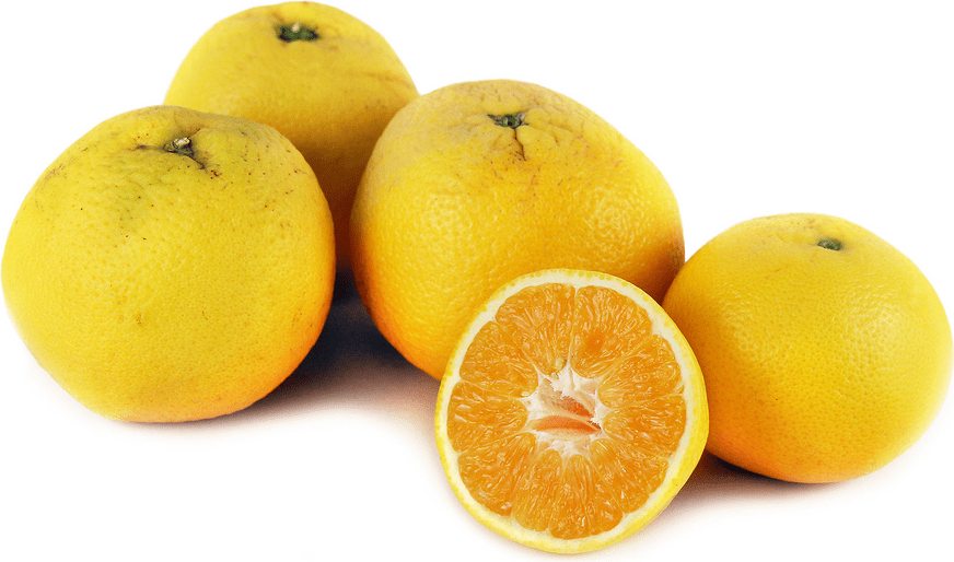 Organic Valencia Oranges Information and Facts