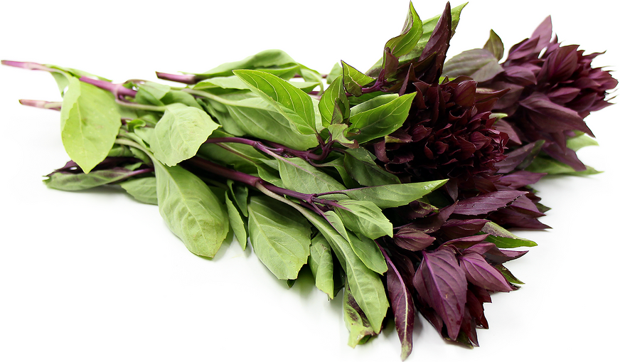 Cardinal Basil Information and Facts