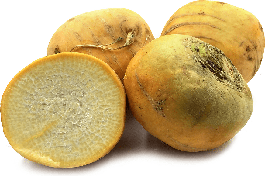 Large Gold Turnips Information and Facts