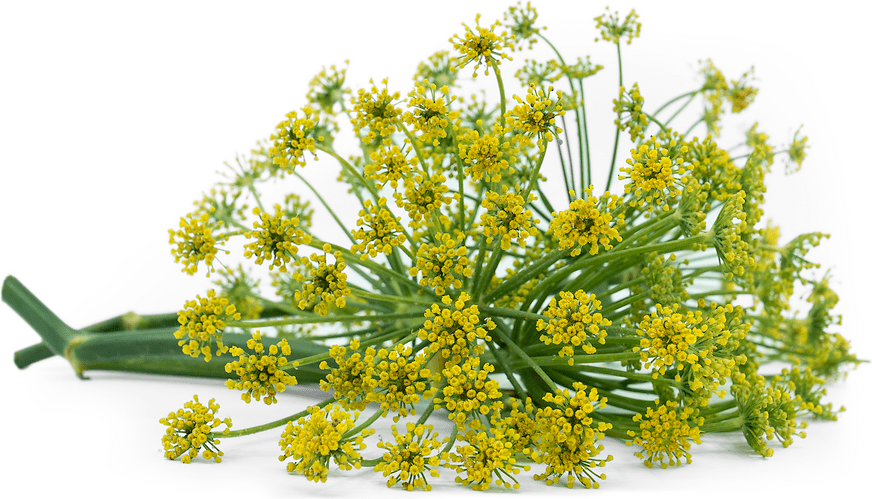Fennel Flowers Information and Facts