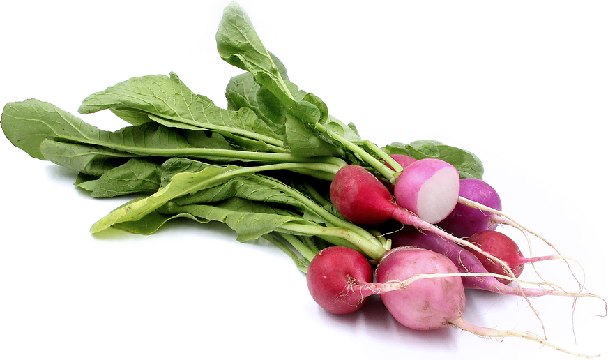 Easter Egg Radish Information and Facts