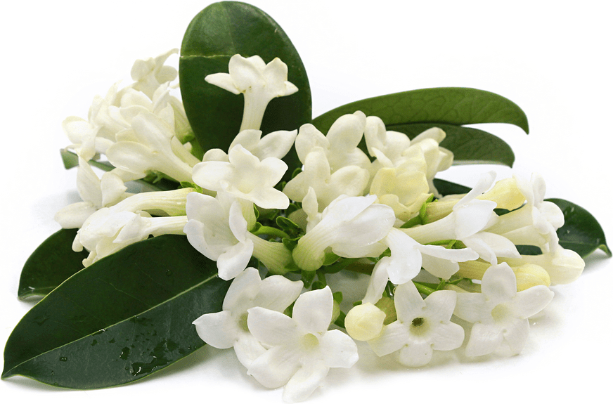 Jasmine Flowers Information and Facts