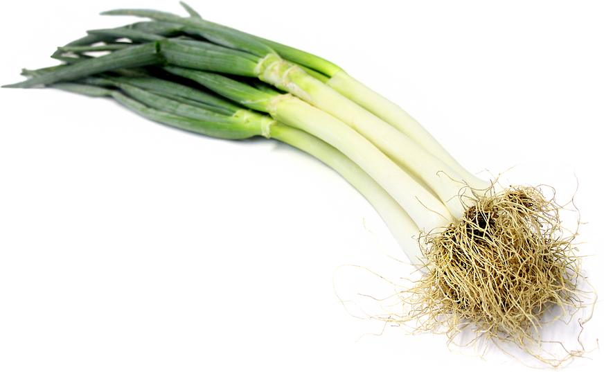 Tokyo Negi Onions Information and Facts