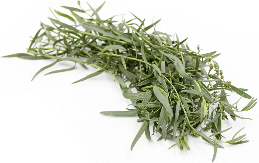 Russian Tarragon Information and Facts