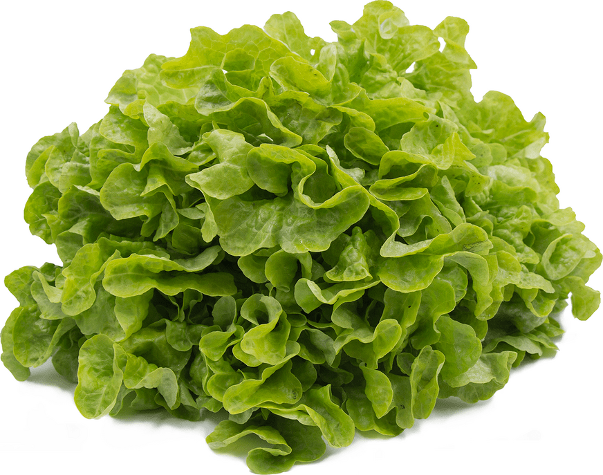 Oak Lettuce Information and Facts
