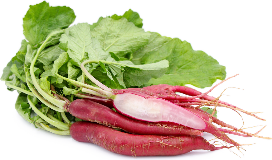Long Scarlet Radish Information, Recipes and Facts