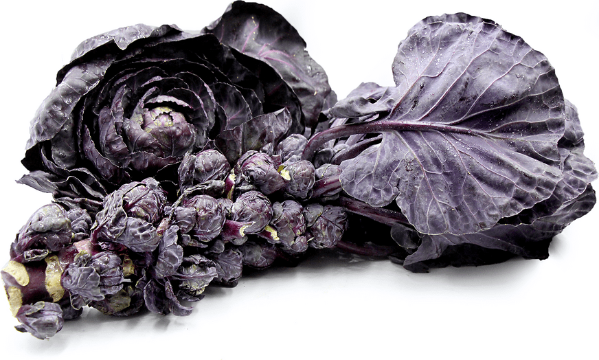 Purple Brussels Sprouts Stalk Information and Facts