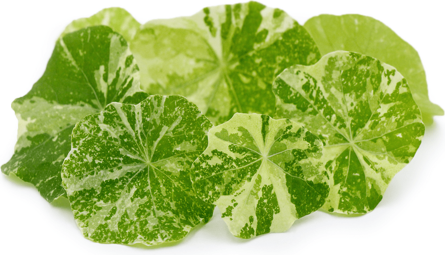 Variegated Nasturtium Leaves Information and Facts