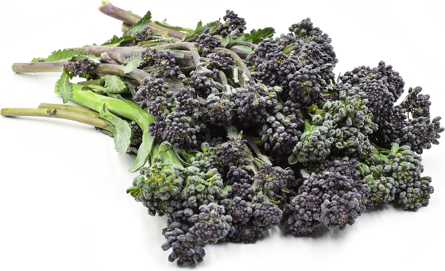 Purple Broccolini Information and Facts