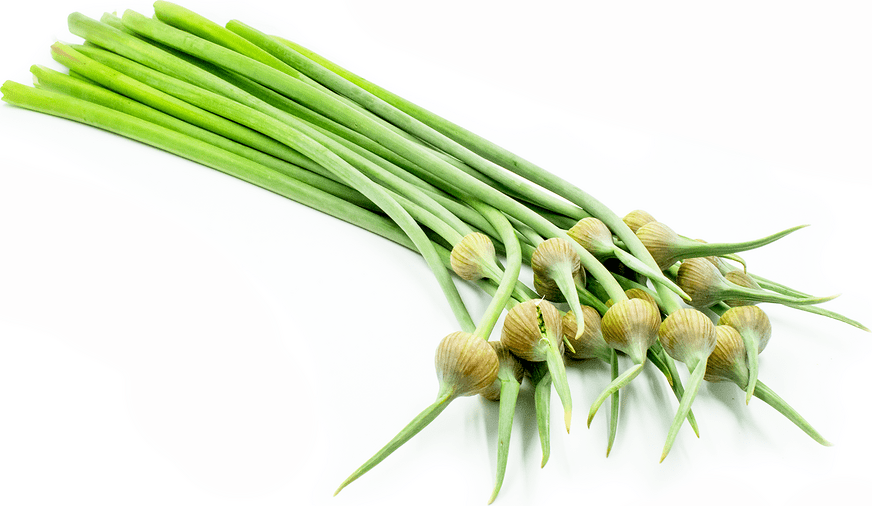 Elephant Garlic Scapes Information and Facts