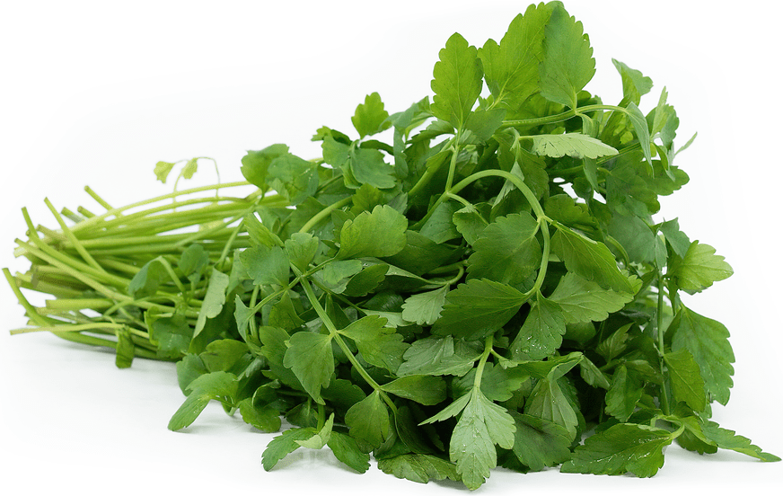 Water Dropwort Information, Recipes and Facts