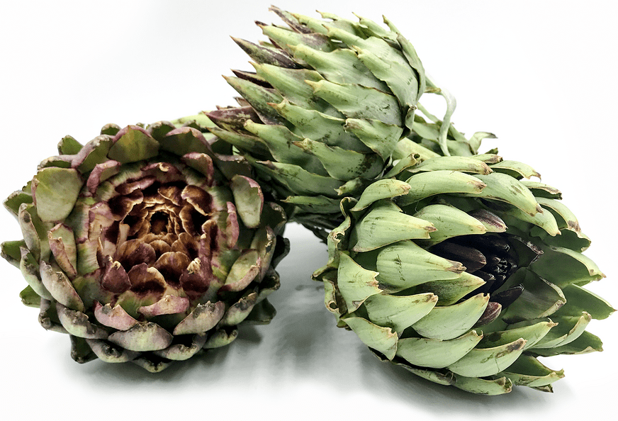 Japanese Artichokes Information and Facts