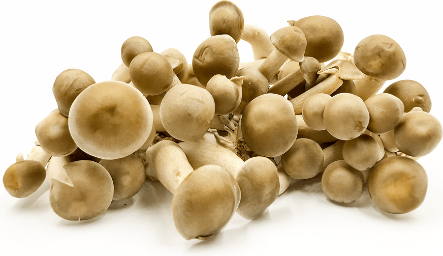 Tanba Shimeji Mushrooms Information and Facts