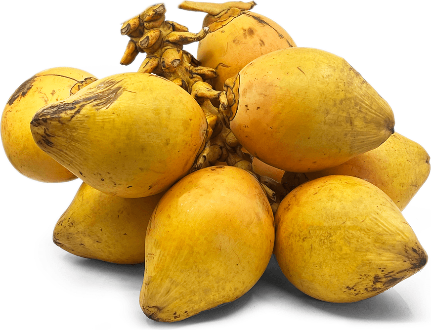 King Coconut Information and Facts