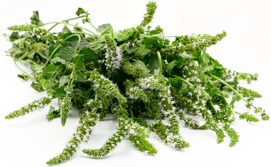 Mint Blossoms Information and Facts