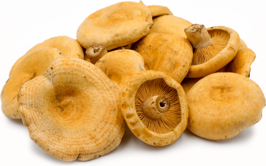 Saffron Milk Cap Mushrooms Information and Facts