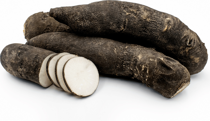 Black Mooli Daikon Radish Information and Facts