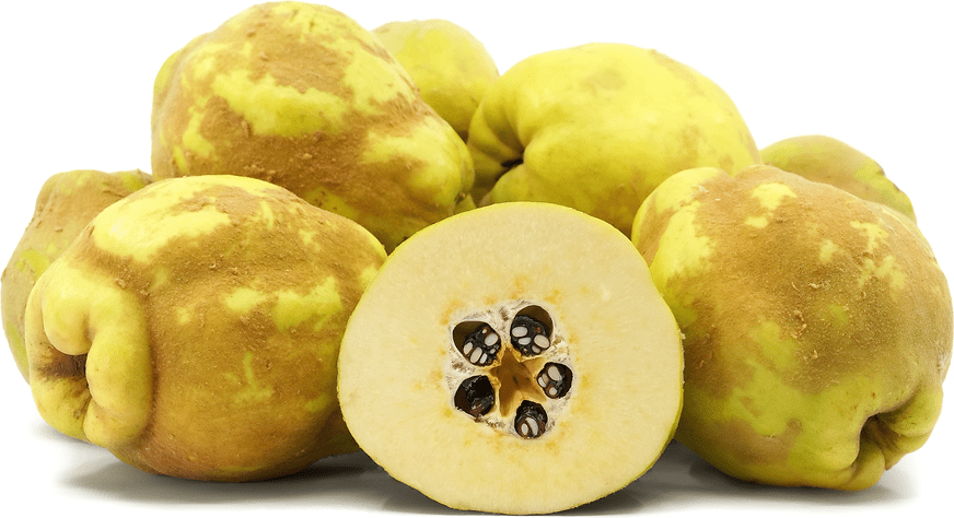 Cooke's Jumbo Quince Information and Facts